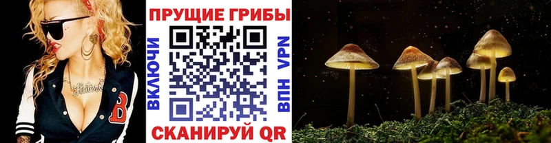 ОМГ ОМГ сайт  Дубовка  Псилоцибиновые грибы мицелий 
